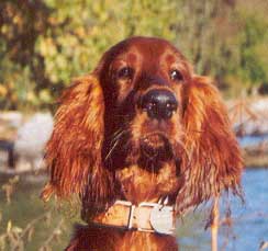 Irish Setter Fishes Better Than Owner